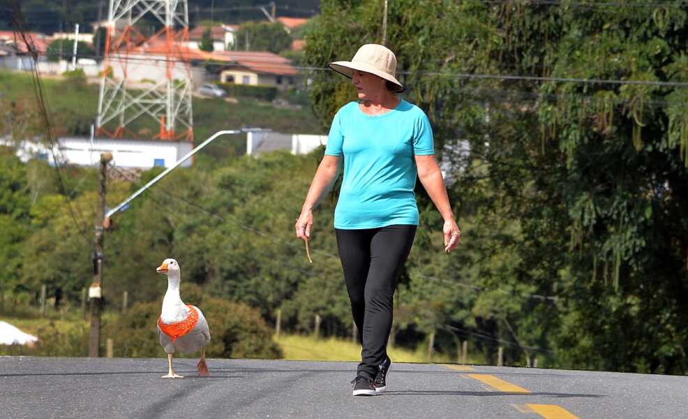 Dona de casa chama a atenção ao passear com ganso de estimação