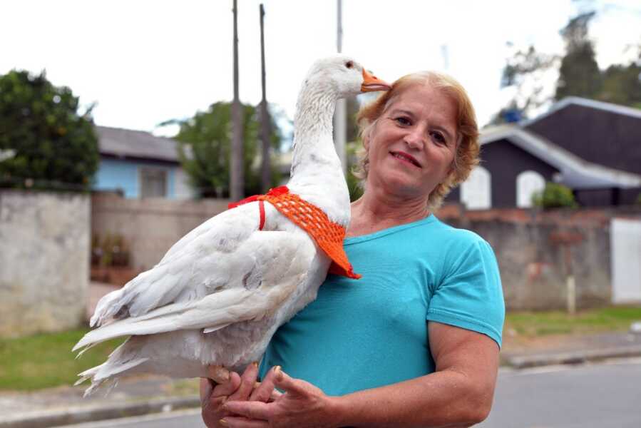 Dona de casa chama a atenção ao passear com ganso de estimação