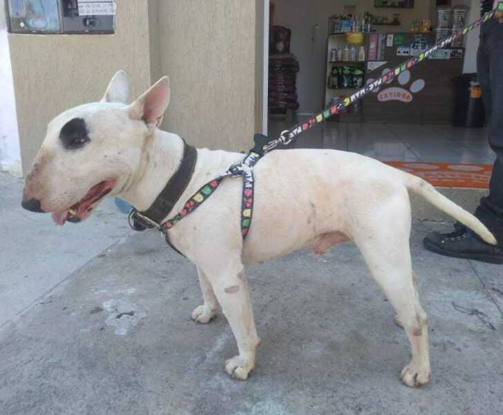 Bull Terrier encontrado no Thomaz Coelho procura por um novo lar