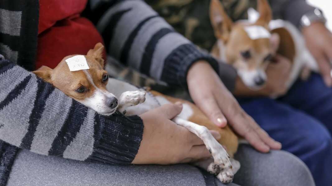 Programa Castração Solidária deverá castrar mais de 500 animais