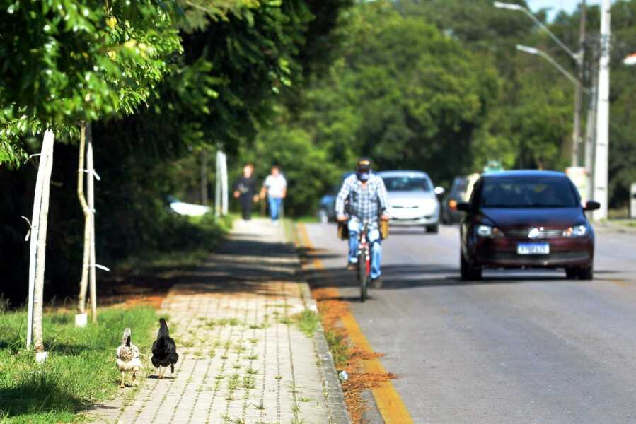 Vigilância Sanitária alerta sobre a criação de galinhas na área urbana