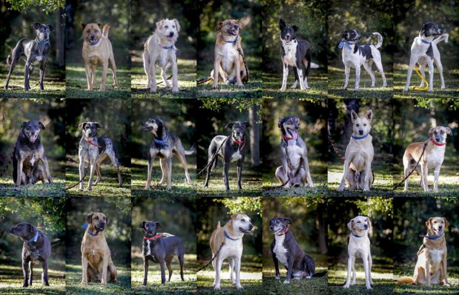 Quer um amigo? CCZ tem muitos cãezinhos para adoção!