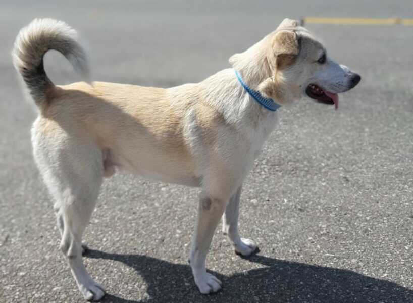 ENCONTRADO Família procura por cãozinho desaparecido no Capela Velha