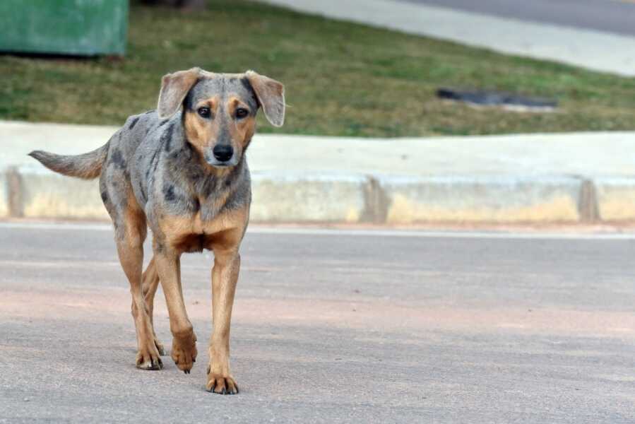 Cãezinhos que vivem na vizinhança do Colégio Joana Gurski precisam de um lar