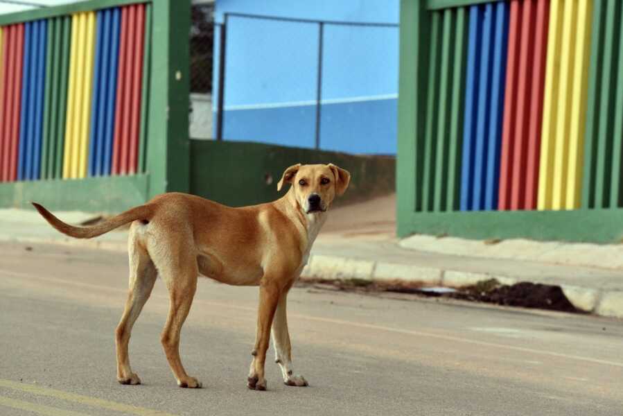 Cãezinhos que vivem na vizinhança do Colégio Joana Gurski precisam de um lar