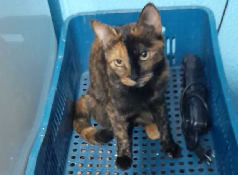 ENCONTRADA Ajude a encontrar a gatinha Hanna