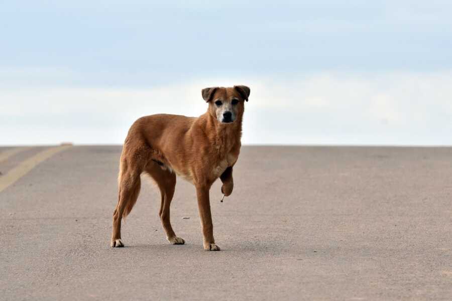 Cãezinhos que vivem na vizinhança do Colégio Joana Gurski precisam de um lar