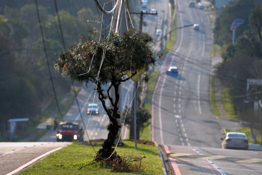 Moradora teme acidente com árvore perto de fios de energia