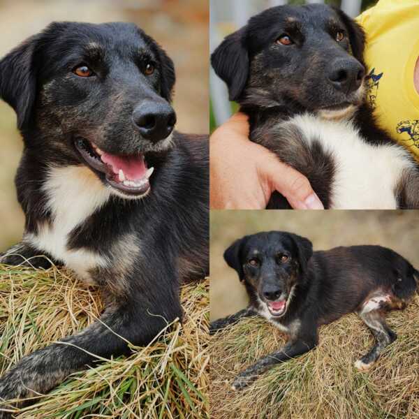 Cãozinho Frederico precisa de um lar