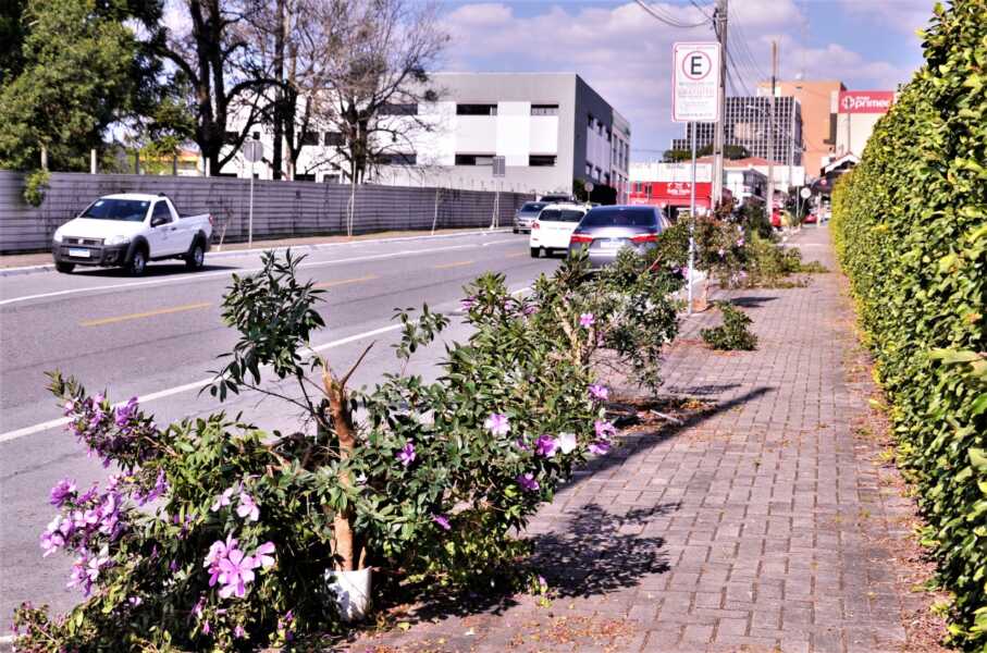 Vândalos destroem boa parte das árvores de rua no Centro