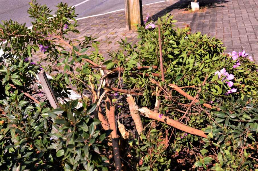 Vândalos destroem boa parte das árvores de rua no Centro