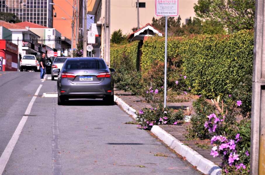 Vândalos destroem boa parte das árvores de rua no Centro