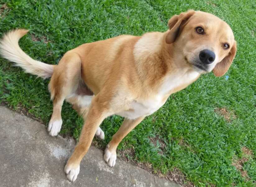 Cãozinho no bairro Iguaçu está disponível para adoção