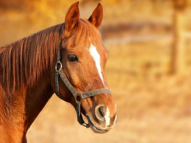 Mais 729 cavalos são vacinados contra encefalomielite, raiva e tétano