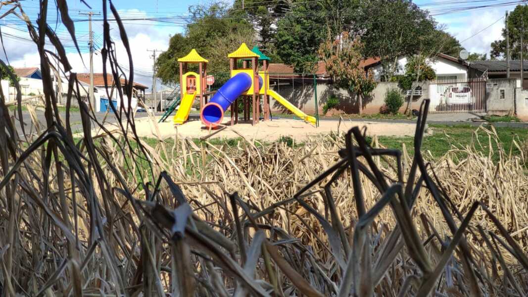 Mato em terreno ao lado de pracinha incomoda moradores