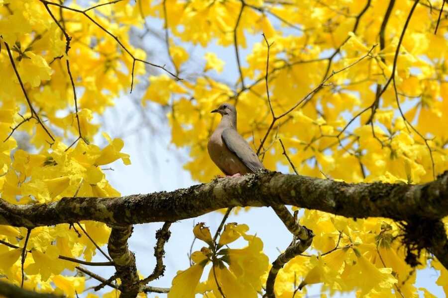 Próximos dias serão de tempo estável em Araucária