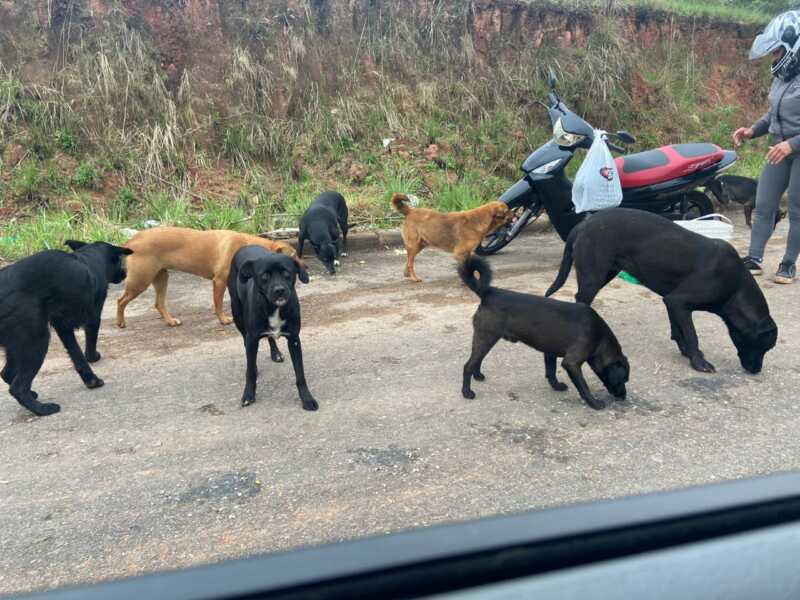 Sorteio da Rifa Solidária Animal será neste domingo, dia 26