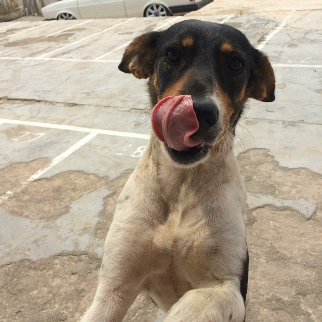 ENCONTRADA Família do Thomaz Coelho está à procura de cachorrinha desaparecida