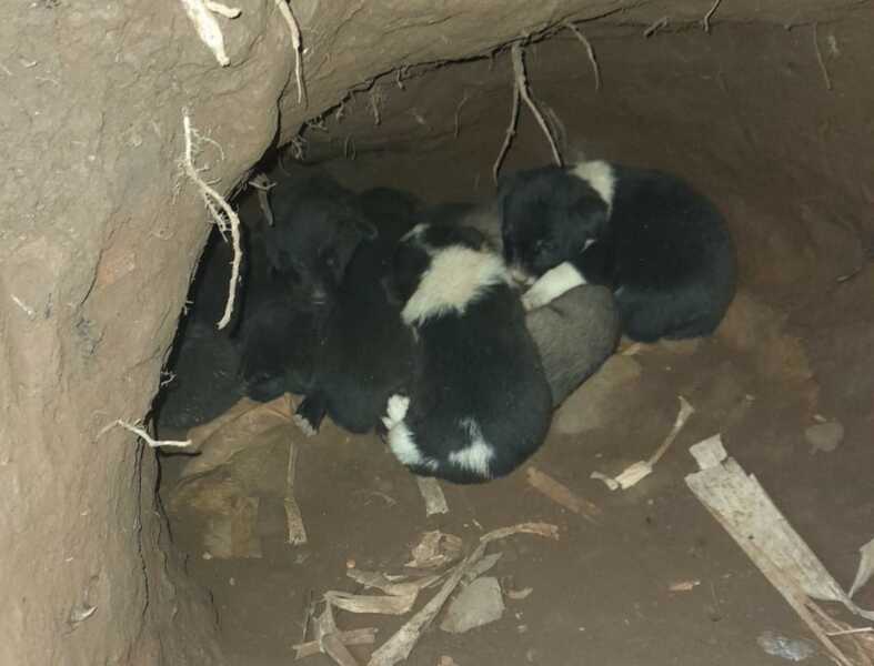 Cãezinhos buscam por um lar no Jardim Plínio