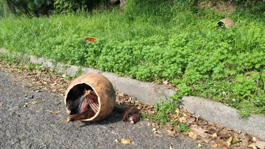 Achado macabro assusta moradores do conjunto São Sebastião