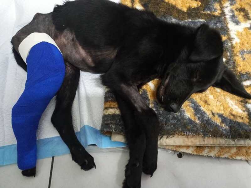 Cão Madruguinha passa por cirurgia após ser atropelado