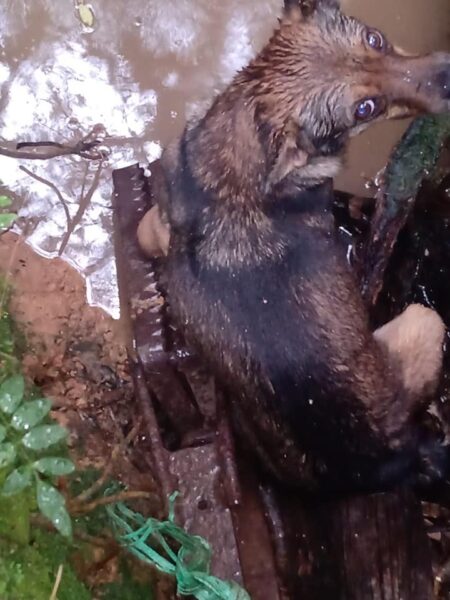 Guardas municipais salvam cachorrinha que ficou presa em armadilha na área rural