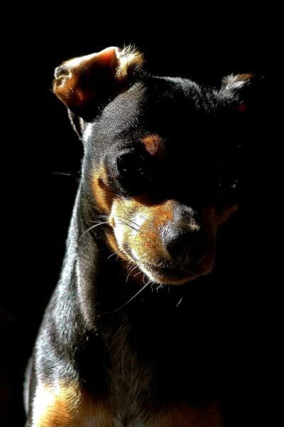 Morre Choquito, pinscher que foi mascote de O Popular