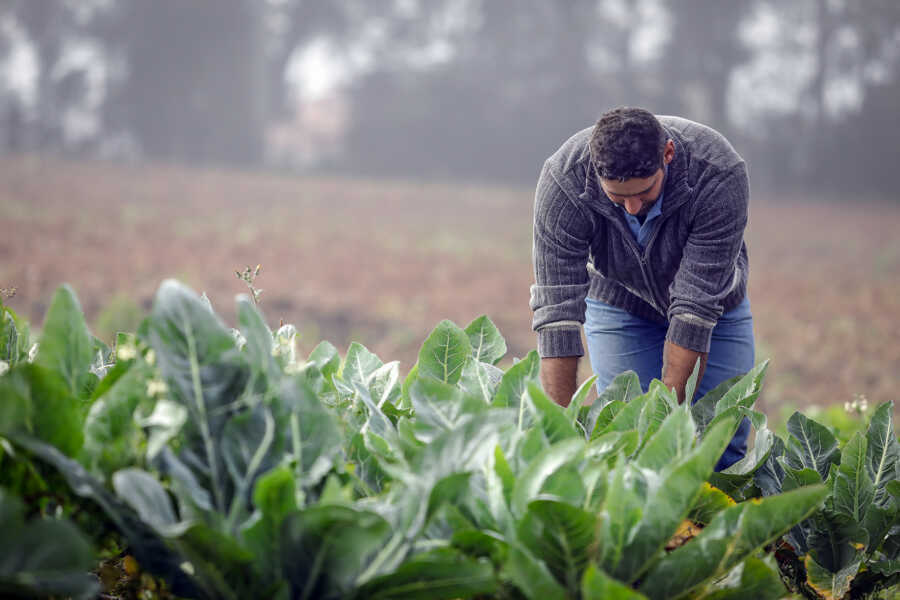 Produtores rurais podem fazer o credenciamento para vender para a alimentação escolar