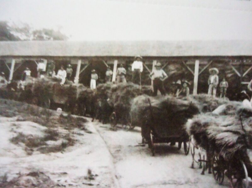 Transporte de linho em carroças