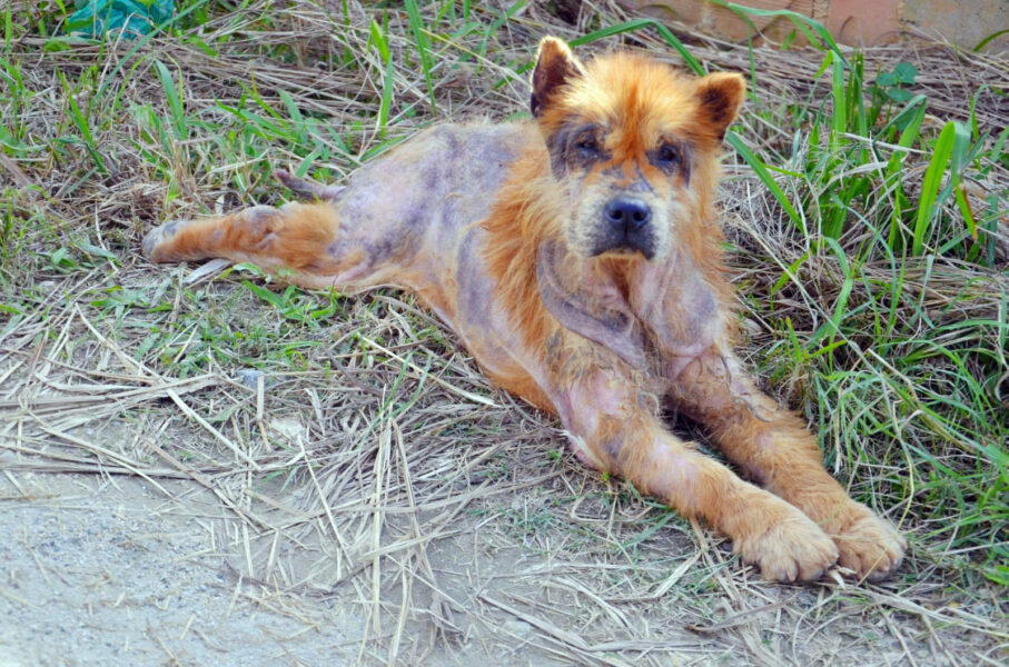 Abandono de animais na área rural virou um grave problema