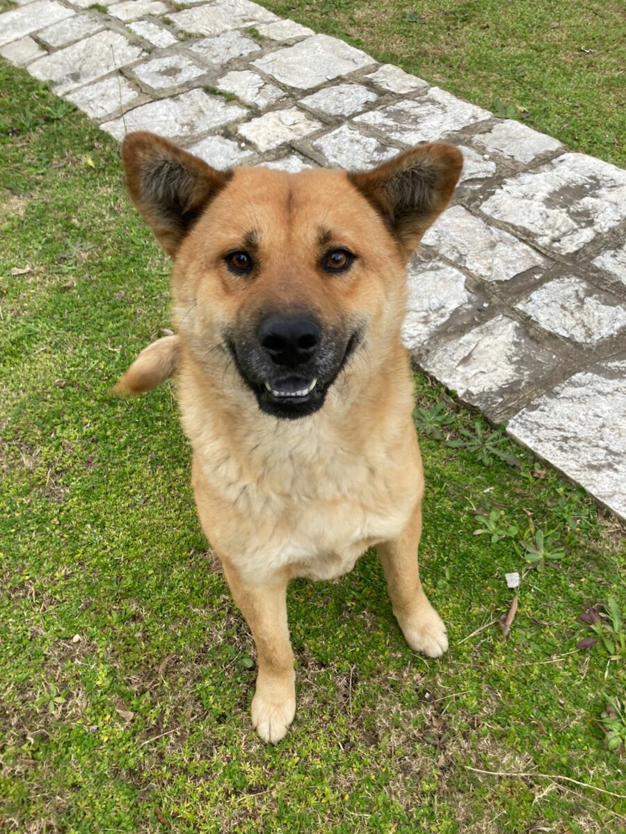 Cãozinho Ben está à procura de um lar