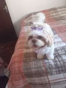 Shih Tzu Bolinha está sumida e família pede ajuda para encontrá-la