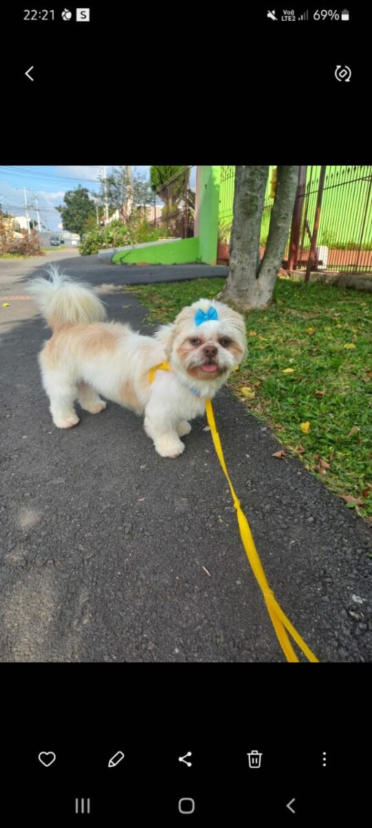 Shih Tzu Bolinha está sumida e família pede ajuda para encontrá-la