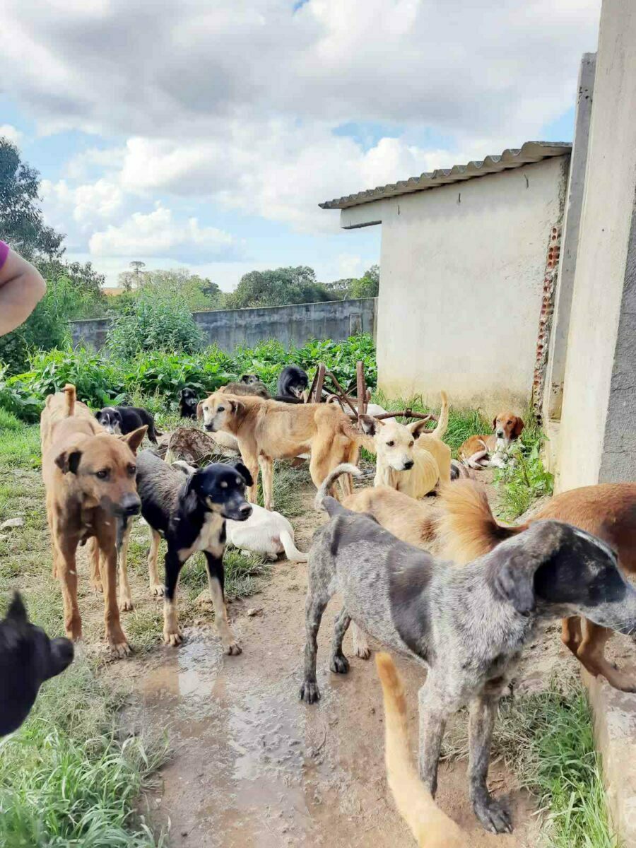 Voluntários estão fazendo arrecadações para ajudar cuidador de cães