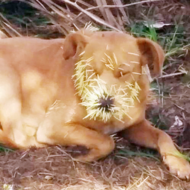 Conheça as histórias de cães que foram abandonados e hoje tem novas famílias