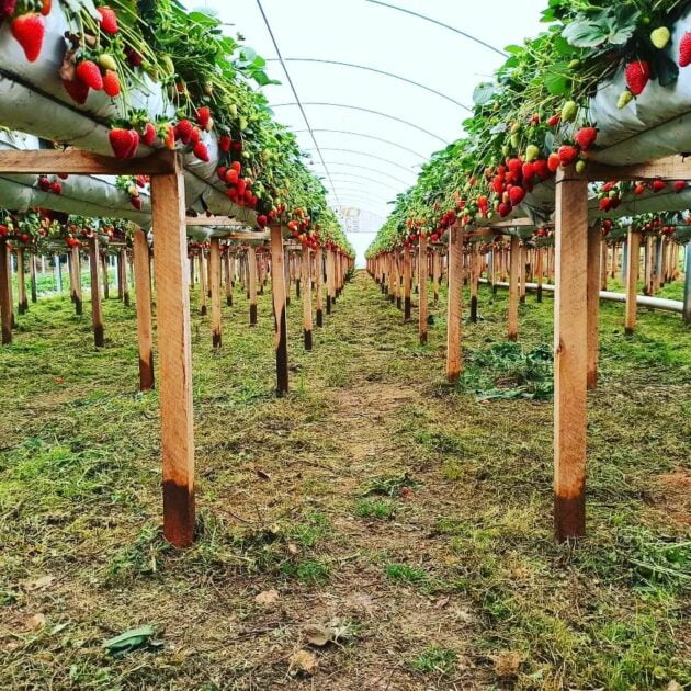 Caminhos do Guajuvira: 13 lugares para conhecer o turismo rural em Araucária