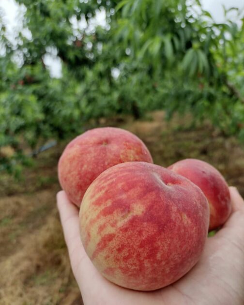 Caminhos do Guajuvira 13 lugares para conhecer o turismo rural em Araucária_Frutas Brongel_1