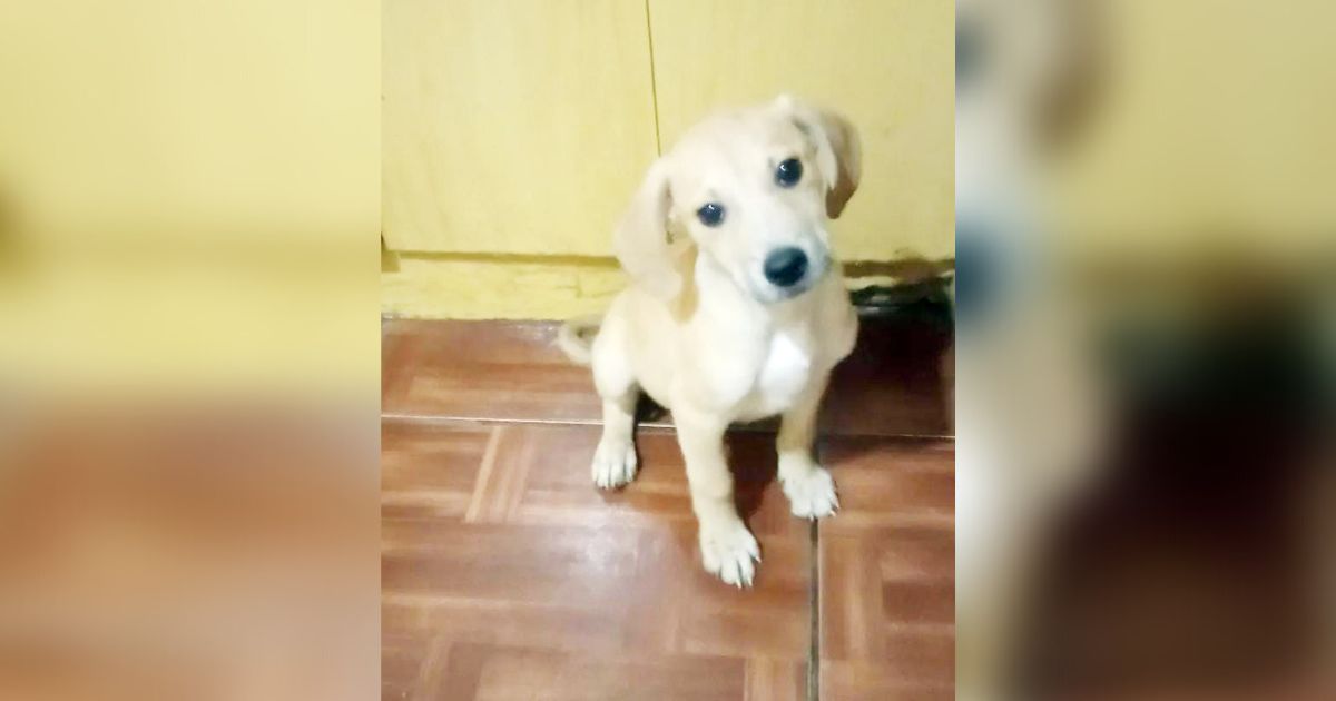 Sábado é dia de feira de adoção de cães na Mundo Pet