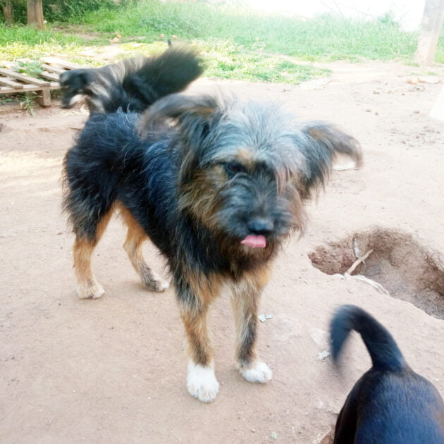 Conheça as histórias de cães que foram abandonados e hoje tem novas famílias