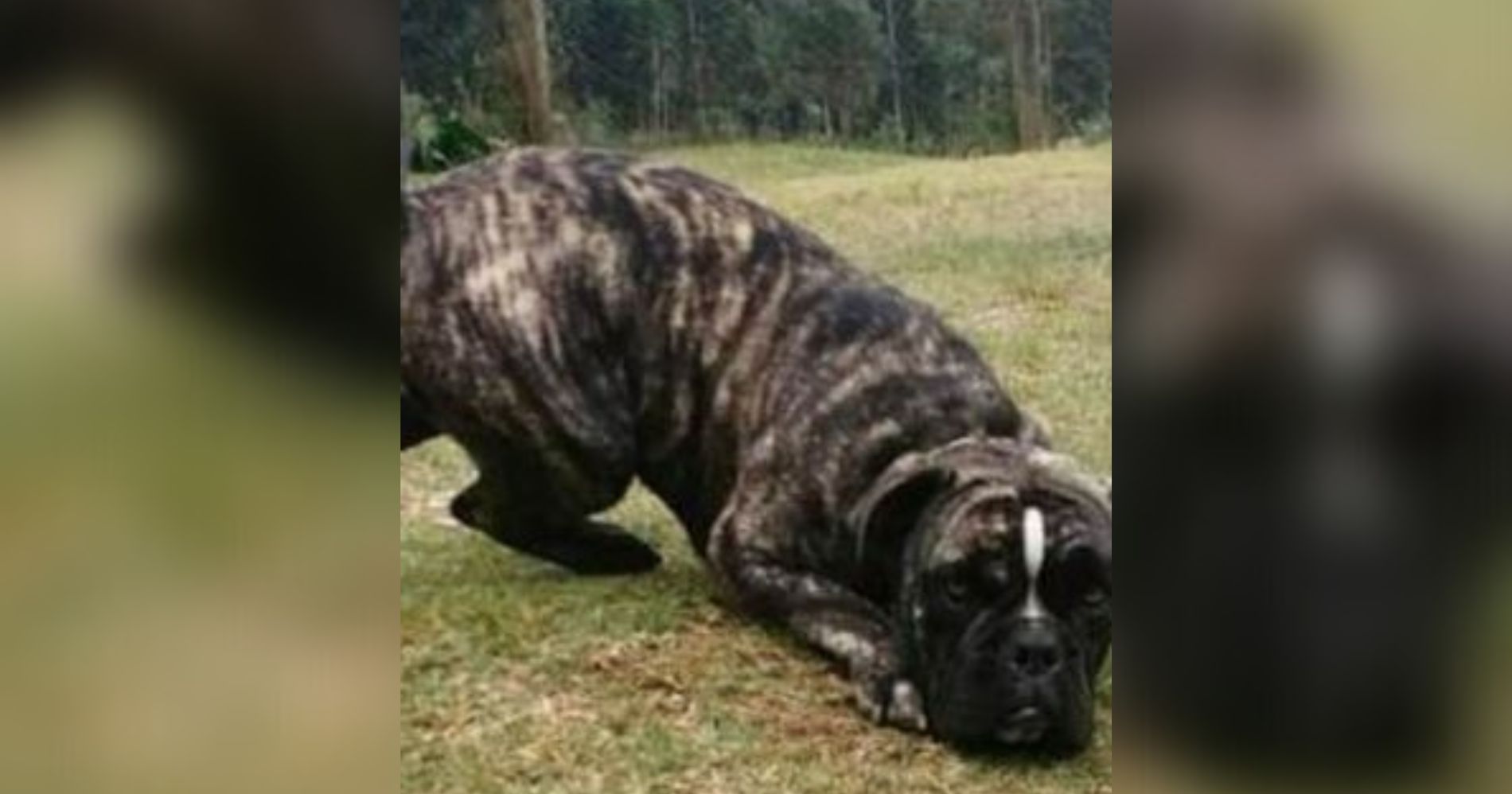 Família pede ajuda para encontrar cachorrinha que fugiu