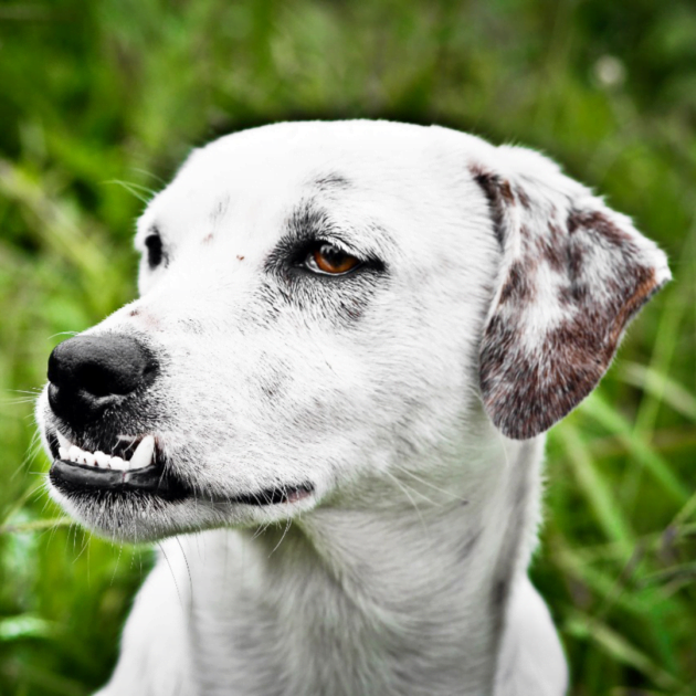 Apesar de ser crime, casos de abandono de animais crescem no final de ano