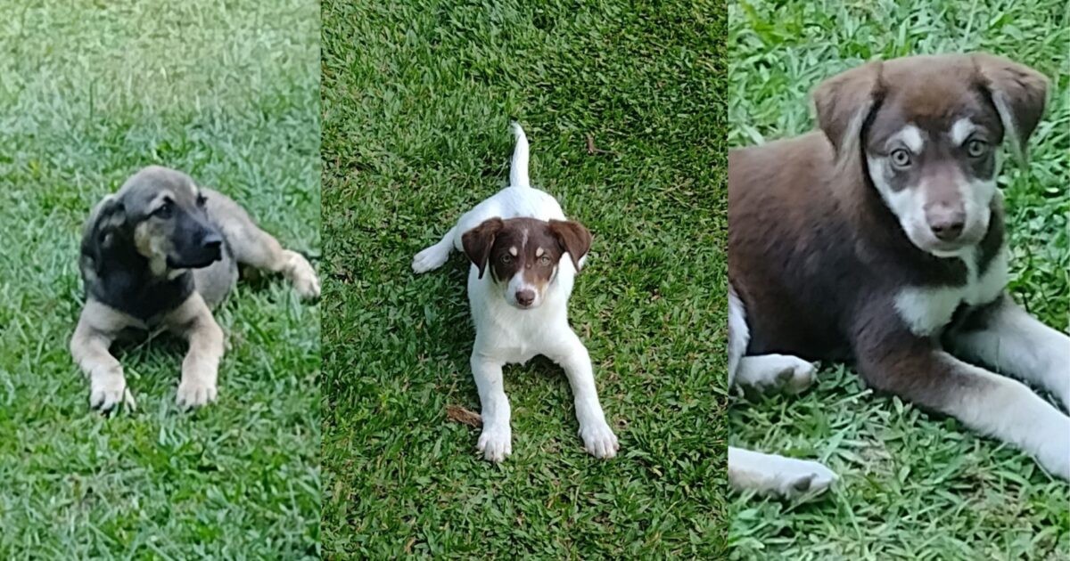 Cãezinhos que foram abandonados na área rural precisam de um lar