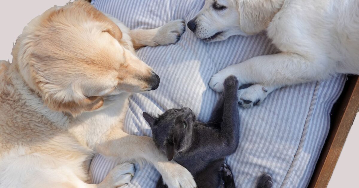 Dicesar Beches Jr: A tutela dos animais no ordenamento jurídico brasileiro