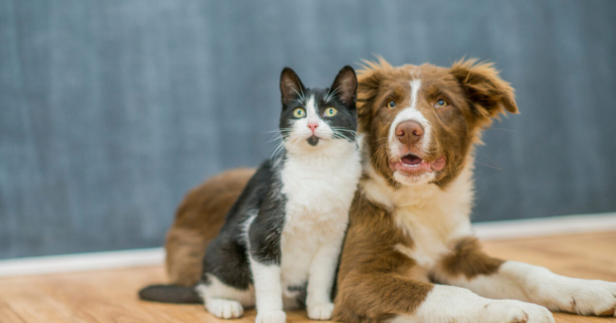 Prefeitura de Araucária pretende castrar mais de 5000 cães e gatos gratuitamente em 2023