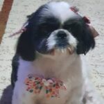 Cachorrinha Shih-tzu fugiu no bairro Costeira e família está a sua procura