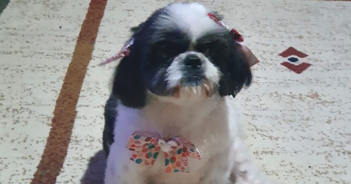 Cachorrinha Shih-tzu fugiu no bairro Costeira e família está a sua procura