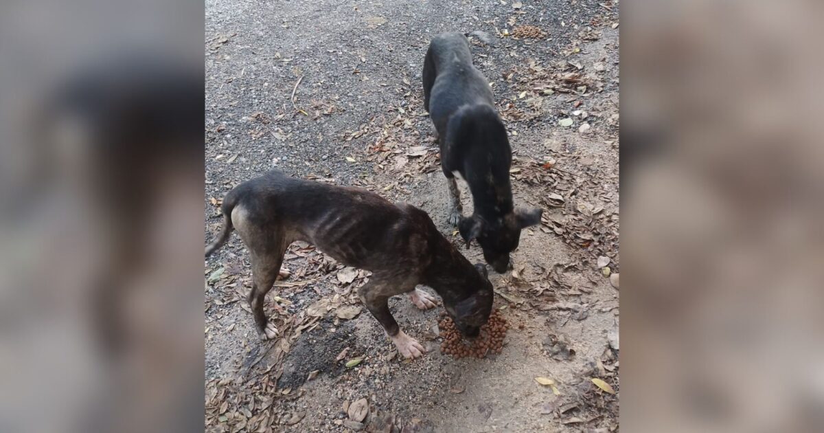 cachorrinhos abandonados procuram lar