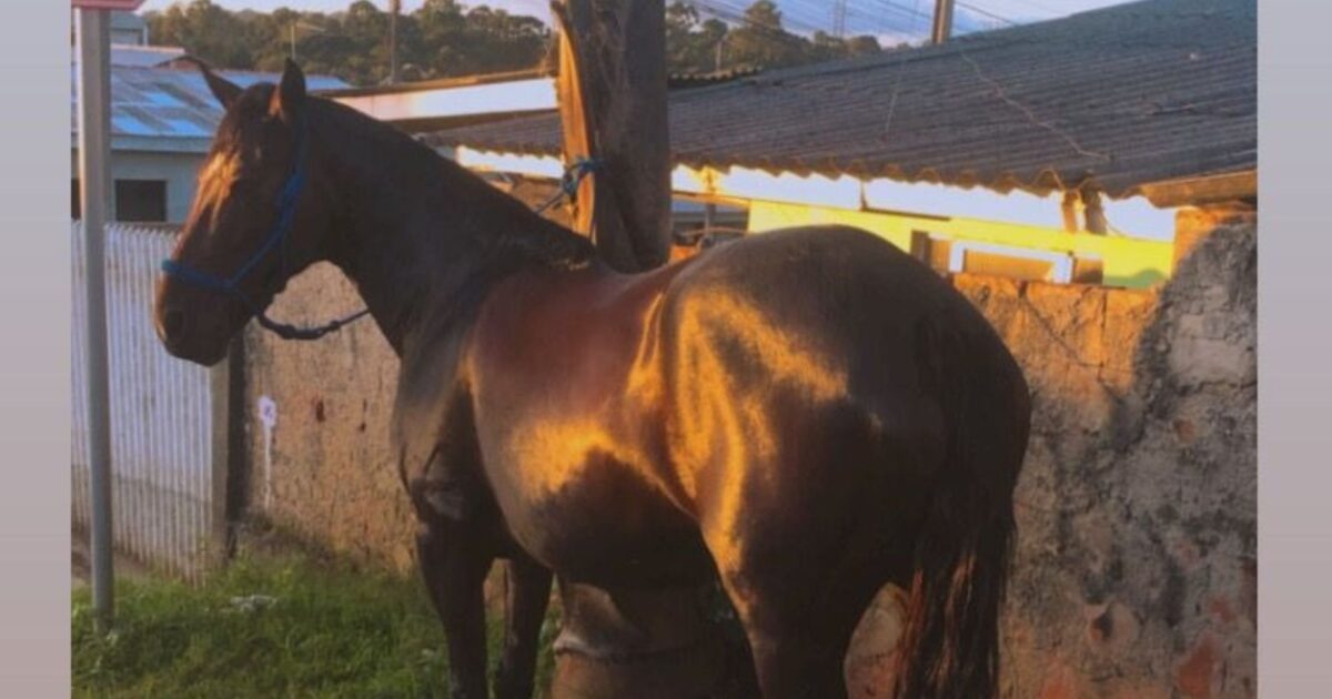 Dono de égua que está desaparecida pede ajuda para encontrá-la