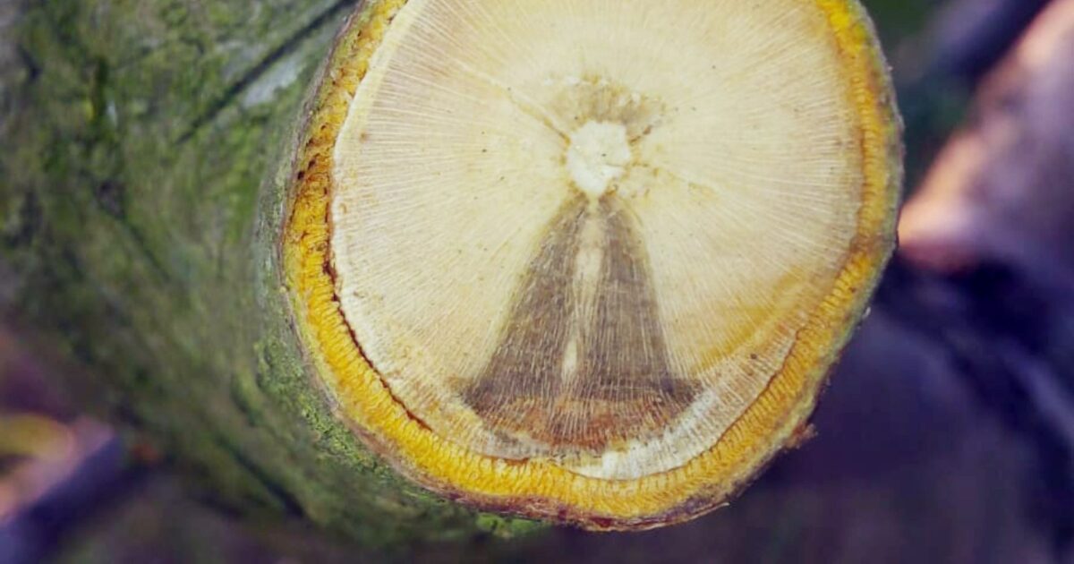 “Imagem de Nossa Senhora” aparece em tronco de árvores após podas