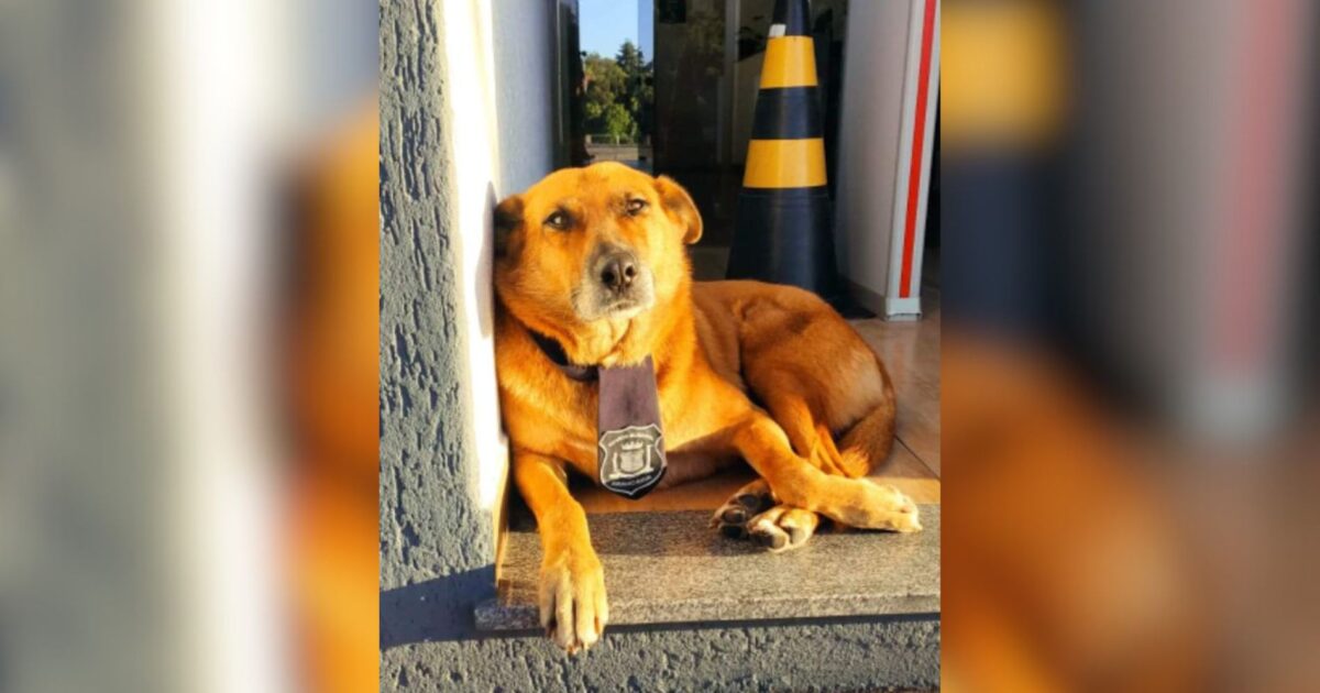 Cachorrinha Amarela precisa deixar sede da GMA e está para adoção